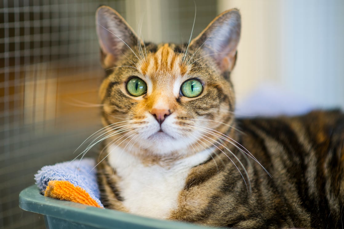 Cat at the Animal Shelter