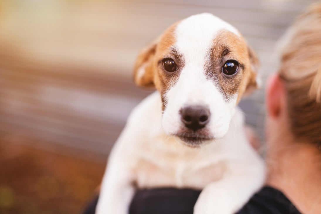 Foster dog with new owner